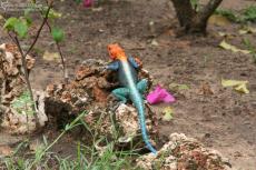 IMG 8731-Kenya, colored lizard